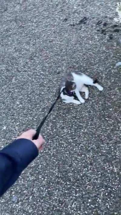 Zelda isn’t fond of my sister’s cat.