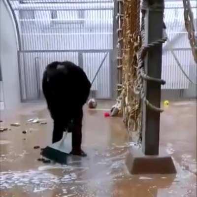 Zookeeper left a broom in the cage...