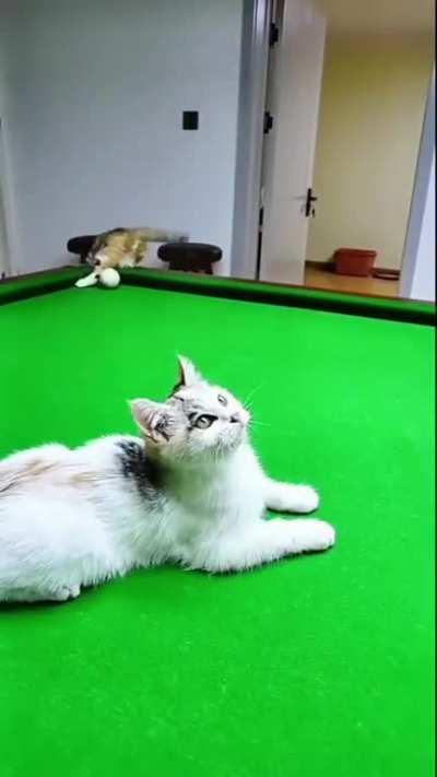 Cat likes to play Billard
