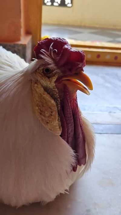 My 2.5-year-old rooster turns purple and gasps when sitting — need help