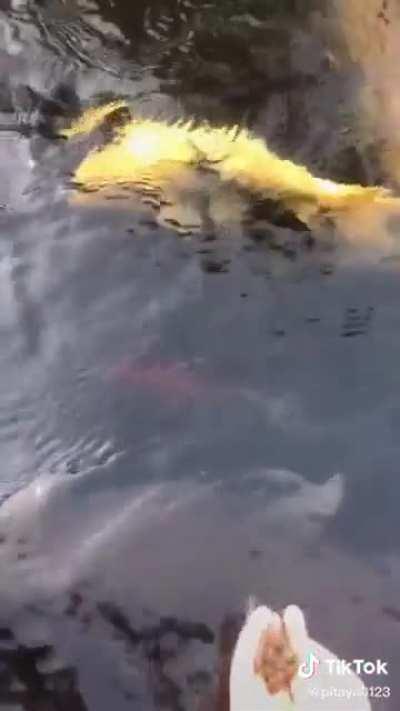 Thanks I hate feeding fish