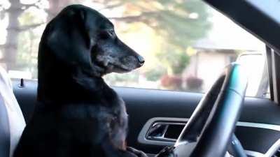 oh god Bugles isn't watching the roAD OH GOD BUGLES N-