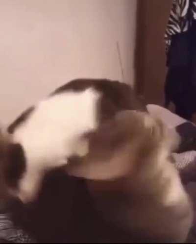 No me gusta hacer referencias pero ese gato sería timi tratando de esquivar el ban😔👌