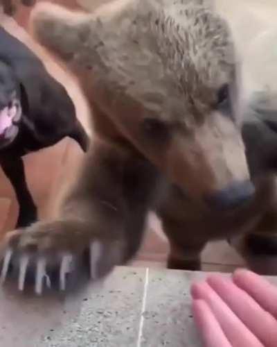 Who's gonna tell him he's not a doggo?