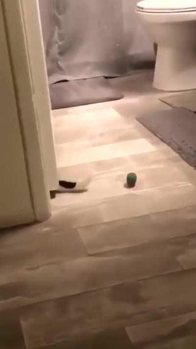 Ladies and gentlemen, I present to you… cat logic!