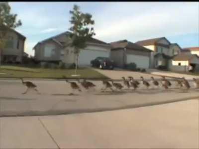 Migration in a no-fly zone