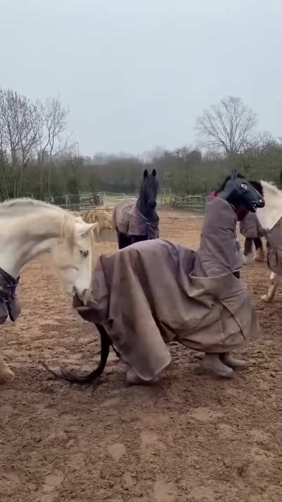 trans horse gets actively bullied by other horses