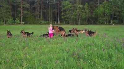 Little girl playing with 14 German Shepherds