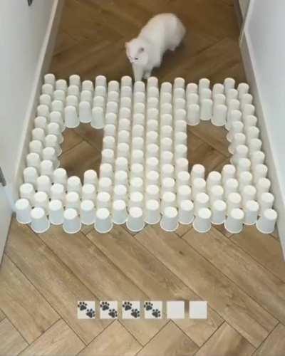 🆙 for good kitty ❤