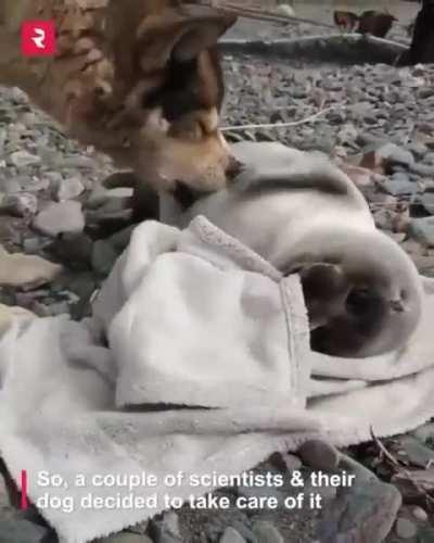 Doggo takes care of sea doggo