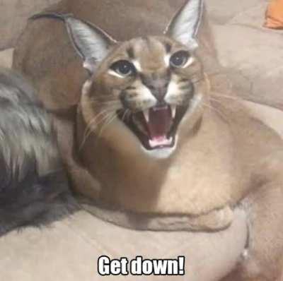 Floppa's got those millionaire blues