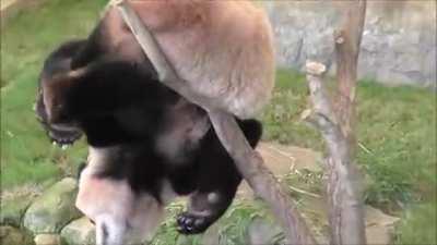 This is why pandas are endangered