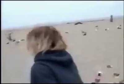 Giving seagulls laxatives