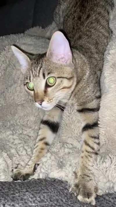 Biscuits for everyone