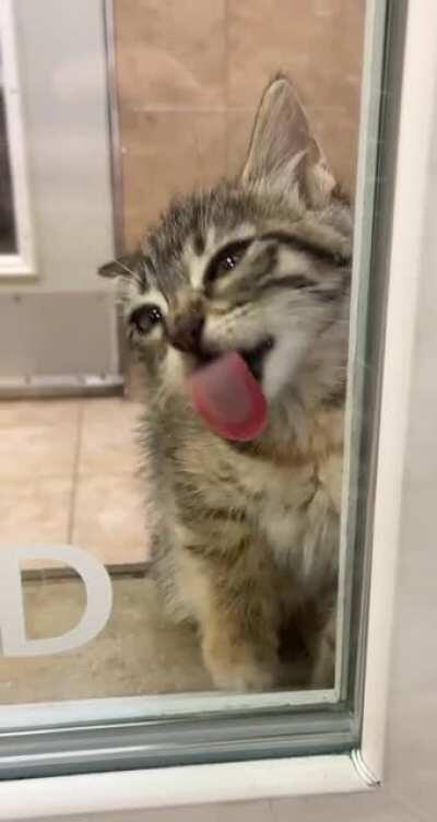 Cats tongues are so rough, that can lick skin off of bones