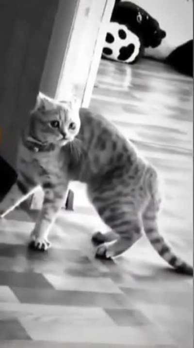 Something he just seen..