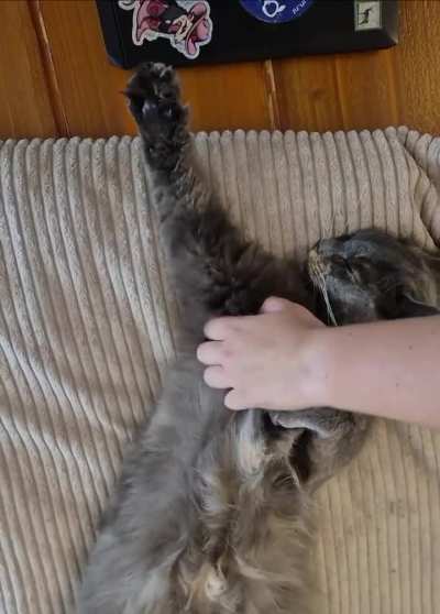 Raise your paw if you like belly rubs!