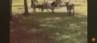 Sheep (possibly a young ram) kills(?) a Cow with one blow