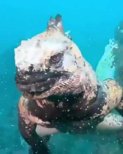 🔥 A Marine Iguana, or better known as a mini Godzilla!