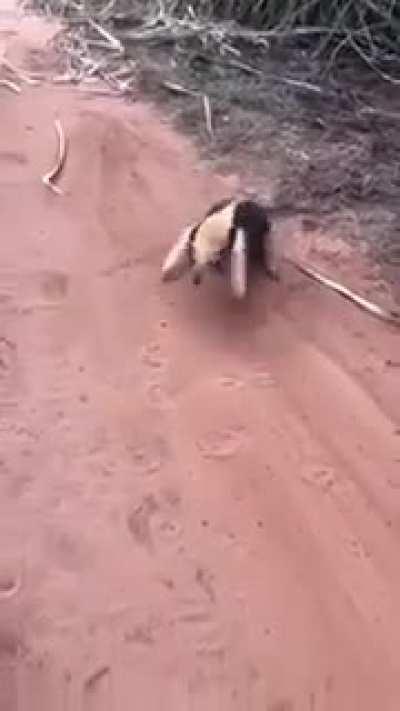 to pass the fearsome guardian