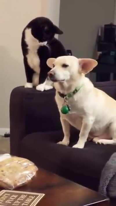 A cat thinks long before hitting a dog