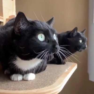 morse code operators