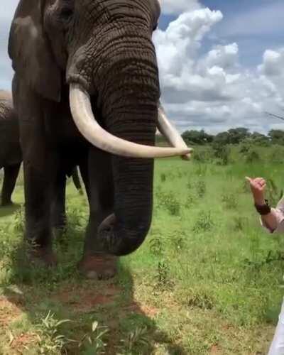 An elephant playing hide and seek with this lady's hat