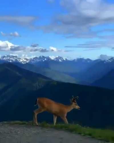 🔥 Deer overlooking beautiful mountains