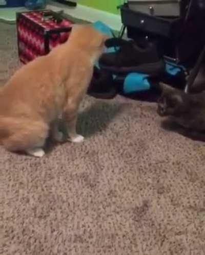 Cat standing on his own tail...