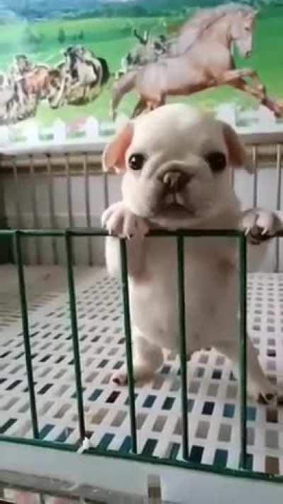 Does anyone know what breed he is?