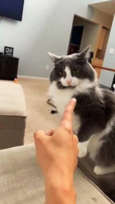Arguing with a cat at its finest!