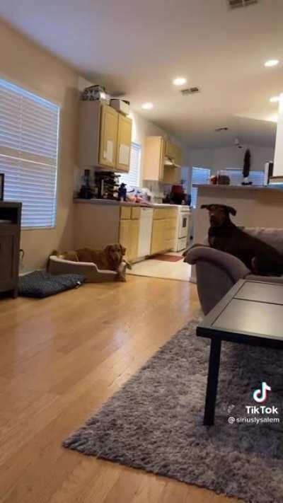 Great synchronisation on these guys.