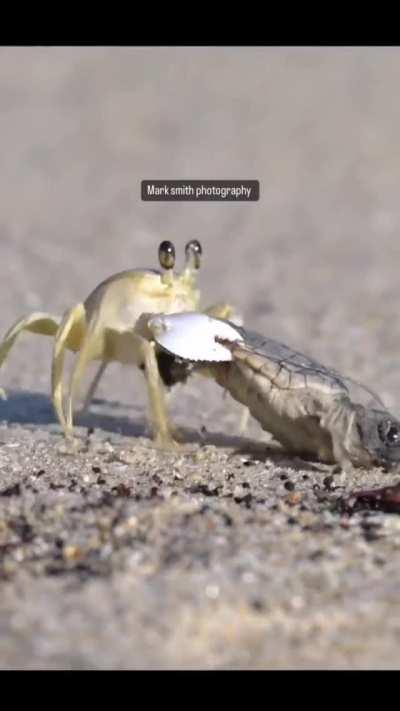 🔥Crab takes an opportunity to prey on a hatching unlucky sea turtle