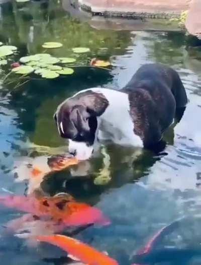 A school of fish showing affection to a friendly dog.