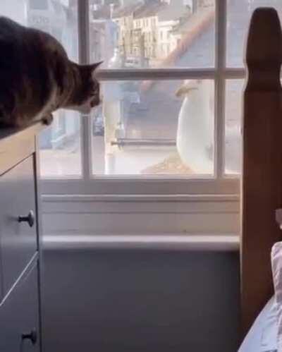 Cat and seagull chatting about life