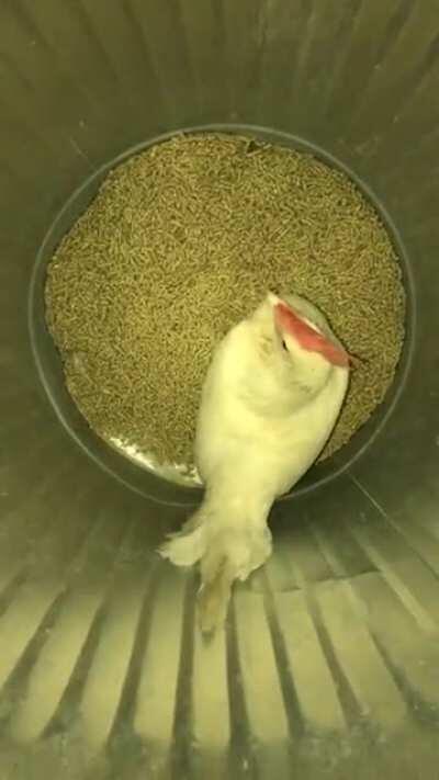 Organic Pest Control