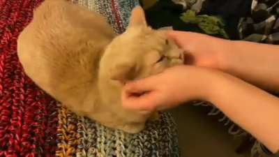 Cat enjoys agressive face rubs