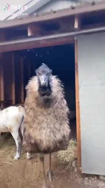 Had no clue emus were so terrifying. Straight up dinosaurs