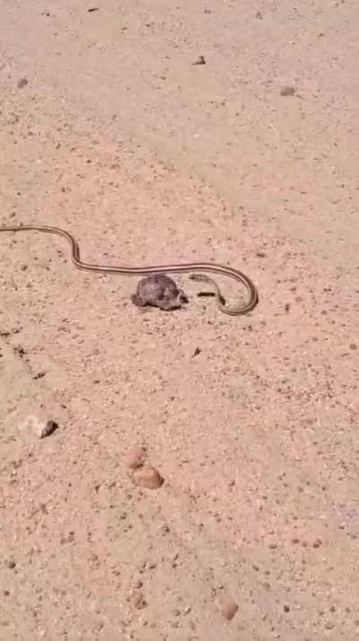 Foam nest frog withstands attack by Western yellow-bellied sand snake