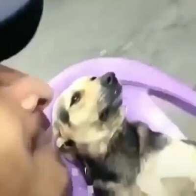 Supera, ele era um cachorro!