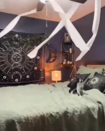 Smol convict undergoing therapy as ordered by the judge ( via IG : meowcat_happypet )