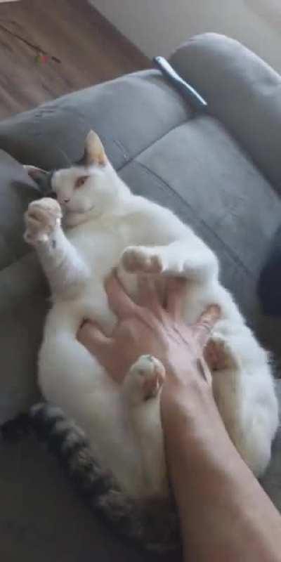 Chonk Ab Stimulator 3000