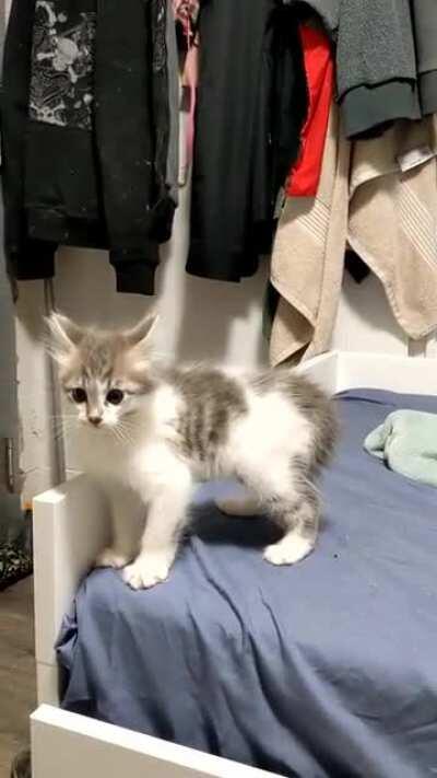 y'all. this cat is ridiculous