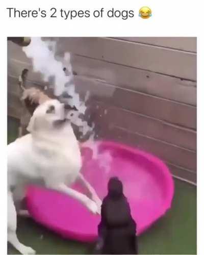 There's 2 types of dogs