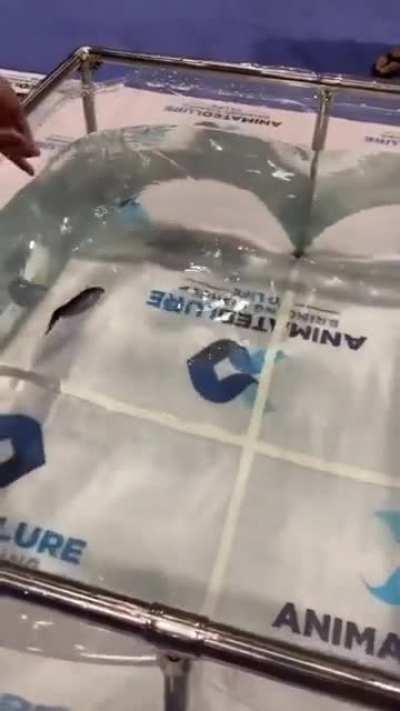 Fishing lure comes to life when dropped in water.