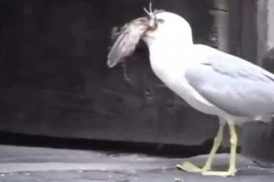 Seagull swallows a Bird