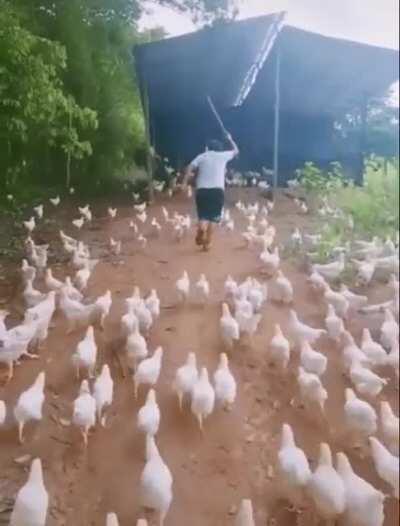 Leading an army of chickens
