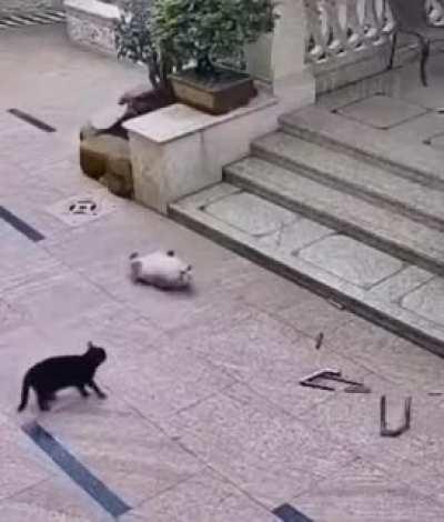 Mission failed we'll get them next time