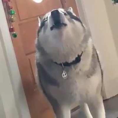 Just a husky being normal