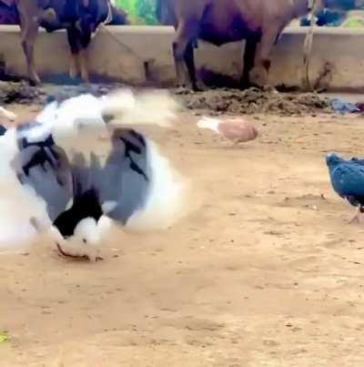 Practicing for the olympics